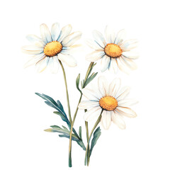 Fototapeta premium Three white daisies with yellow centers and green leaves on a black background.