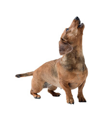Portrait of a Dachshund looking up