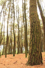 pine trees soaring high into the sky