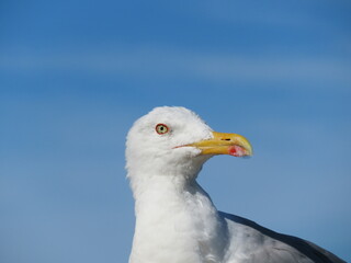 beautiful seagull with piercing terrifying eyes aggressive look