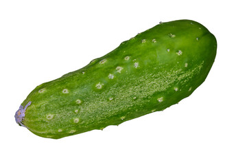 One ripe green cucumber isolate on a white background.