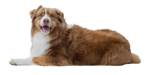 Lovely Australian Sheperd lying down