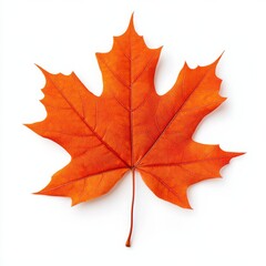 Fototapeta premium Autumn maple leaf in vibrant orange and red symbolizing Thanksgiving Day isolated on white background 