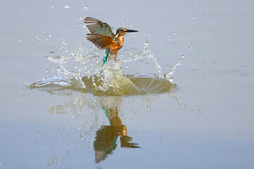 Common kingfisher is playing happily in the pond.