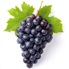 Fototapeta premium Cluster of deep purple grapes with autumn leaves attached isolated on white background 
