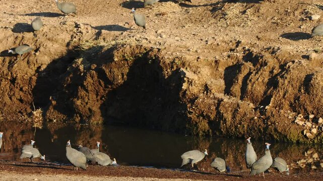 a flock of guineafowl gathering at the last remaining water.