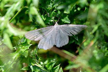 Hartheu-Spanner // Black-veined moth (Siona lineata)  © bennytrapp