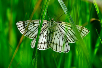 Hartheu-Spanner // Black-veined moth (Siona lineata)  © bennytrapp