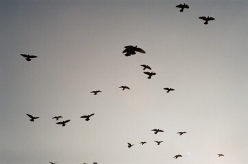 birds silhouette