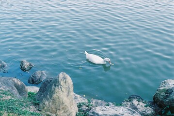 Naklejka premium ducks in the water