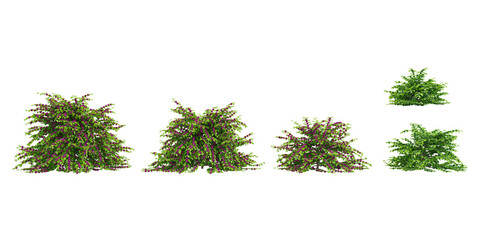 Fototapeta premium collection of American beautyberyy trees beautiful isolated on white background