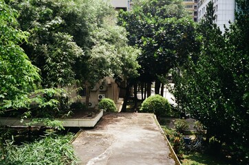path in the garden
