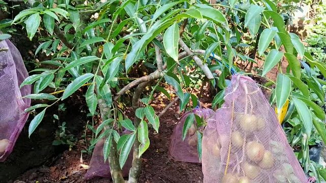 June plum and fruit covers on tree in the garden