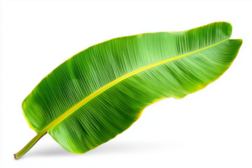 Fototapeta premium A single, vibrant green banana leaf with a yellow vein, isolated on white.