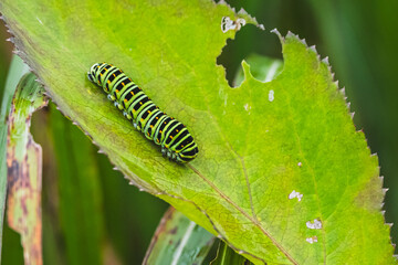 キアゲハの幼虫
