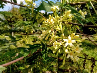 Papaya flowers, in addition to its delicious fruit, can also be used as a vegetable.
