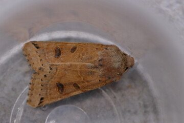 moth