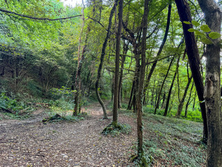 A serene forest path surrounded by lush greenery and tall trees, inviting peaceful exploration and a connection with nature
