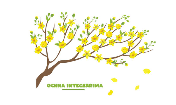 Ochna integerrima tree branch vector. Ochna flower clip art. Vietnam traditional new year flower clipart, hoa mai. Tet flower. Apricot blossom. Flat vector in cartoon style isolated on white.