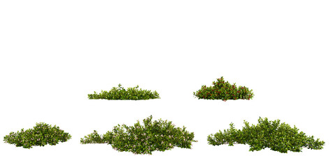 Set of Bearberry trees on transparent background © Saifstock