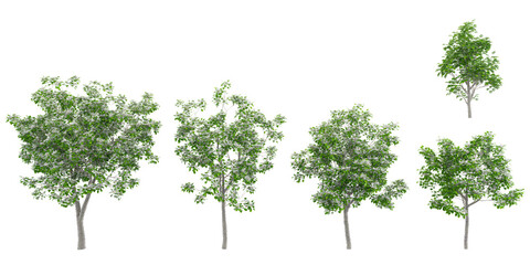 set of Northern catalpa plants on transparent background