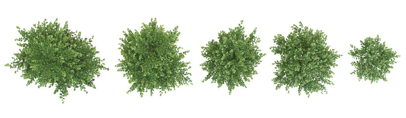 Naklejka premium Top view of Japanese snowball shasta Trees isolated on white background