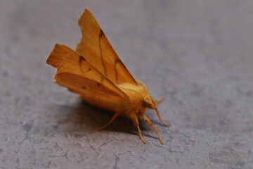 moth