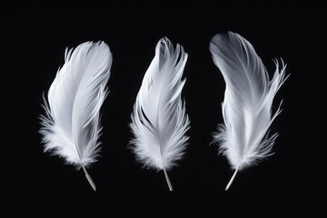 Obraz premium Three delicate, white feathers gently floating against a black background