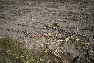 soil in the ground