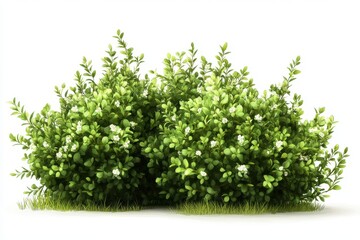 Obraz premium Two dense green shrubs with small white flowers, highly detailed foliage, natural texture