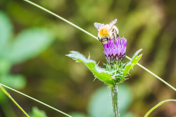 マルハナバチとタムラソウ