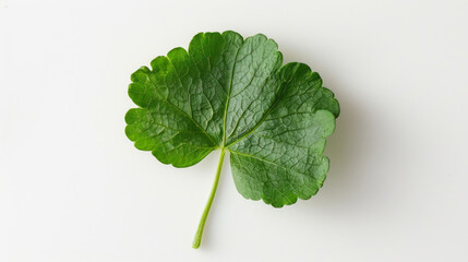 Centella asiatica leaf for cosmetic use, white background.