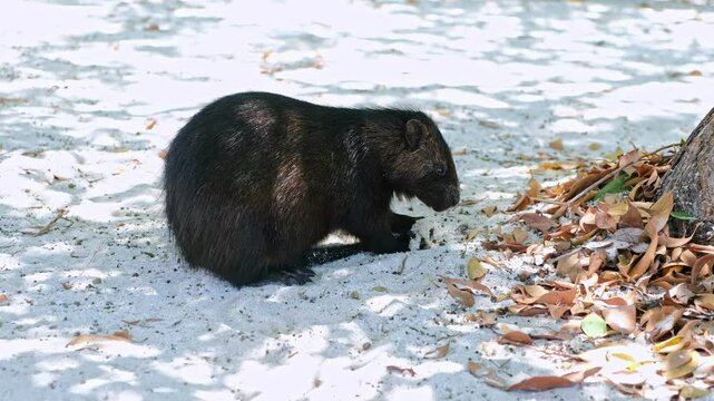 Cuban hutia eating on the sand, Cuba, Cayo Blanco island