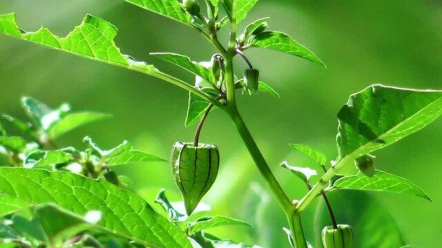 Physalis angulata bearing fruit is blown in the wind with a blurred background of the fence. 4K video
