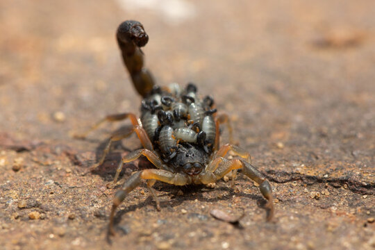A beautiful Highveld Lesser-Thicktail Scorpion (Uroplectes triangulifer) with babies (scorplings) on its back