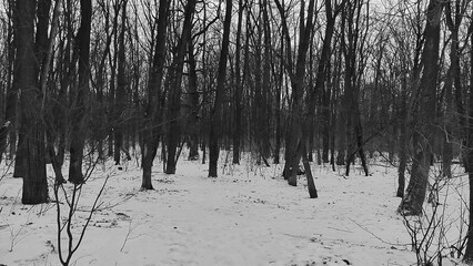 Winter forest trees and snow black and white grayscale monochrome background, lost in the woods