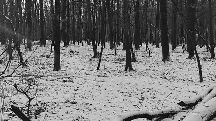 Winter forest trees and snow black and white grayscale monochrome background, lost in the woods