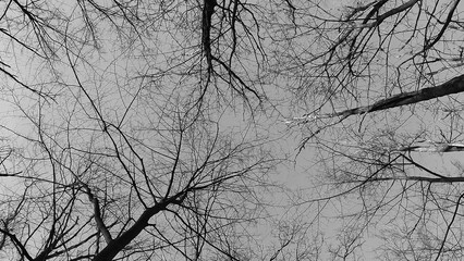 Winter forest trees and snow black and white grayscale monochrome background, lost in the woods