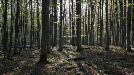 Fototapeta premium forest in autumn