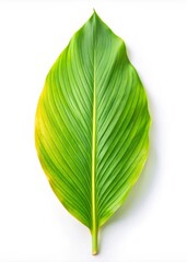 Obraz premium Fresh Turmeric Leaf Isolated on White Background - Herbal Ingredient for Natural Remedies and Spices