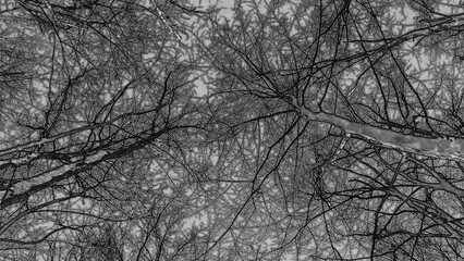 Winter forest trees and snow pencil drawn sketch background, lost in the woods
