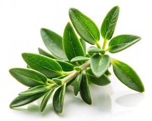 Fresh Green Thyme Leaf Isolated on White Background