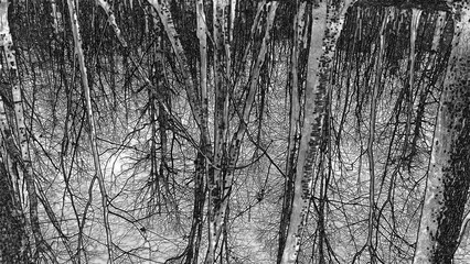 Winter forest trees and snow pencil drawn sketch background, lost in the woods