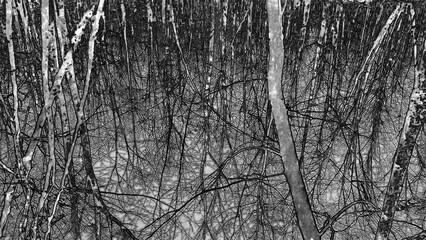 Winter forest trees and snow pencil drawn sketch background, lost in the woods