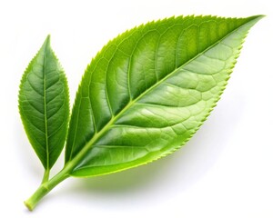 Obraz premium Fresh Green Tea Leaf Isolated on White Background
