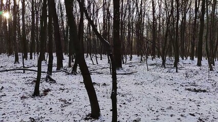 Winter forest trees and snow background, lost in the woods