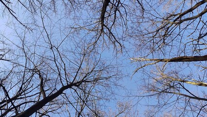 Winter forest trees and snow background, lost in the woods