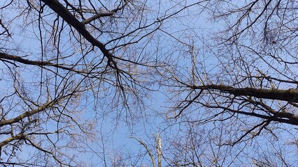 Winter forest trees and snow background, lost in the woods