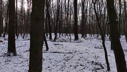 Winter forest trees and snow background, lost in the woods
