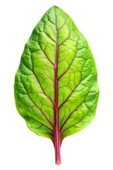Sorrel Leaf Isolated on White Background - Fresh Green Herb Perfect for Culinary and Medicinal Uses